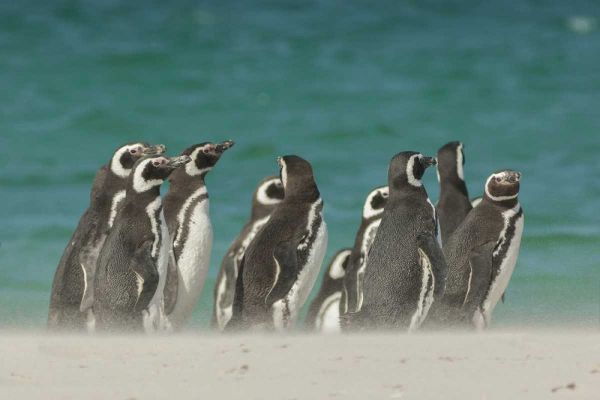 Bleaker Island Gentoo penguins on the beach